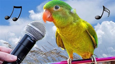 Funny Birds Making Funny Sound Effects, Laughing & Singing - 1Funny.com