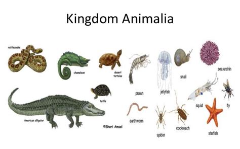 Biology - Kingdom Animalia - Termite News