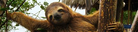 Sloth Tour Costa Rica | Luxury Villas Pinilla