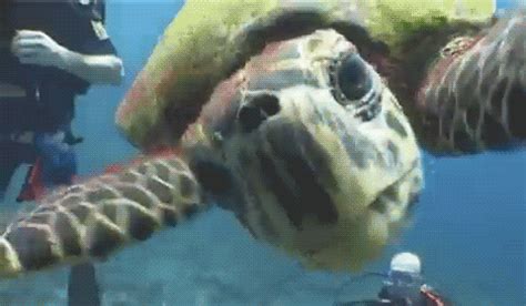 Sea Turtle GIF - Find & Share on GIPHY