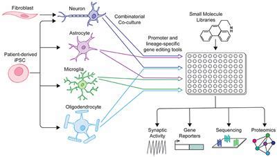 Frontiers | The Importance of Non-neuronal Cell Types in hiPSC-Based ...