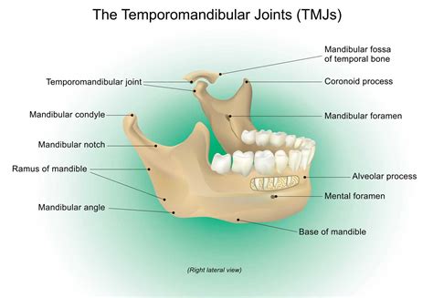 Lower jaw neck diagrams - grmine