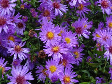 Hardy Aster, Aster dumosus | Ryeland