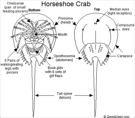 Horseshoe Crab Taxonomy