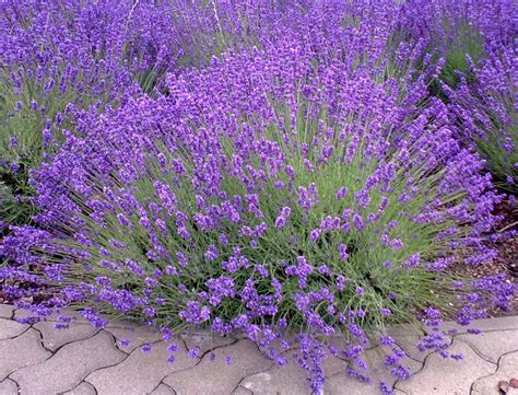 Goodwin Lavender - Lavender Plant