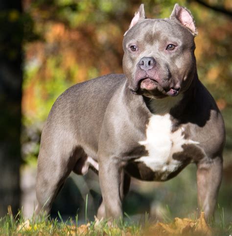 Valentão americano - American Bully - abcdef.wiki