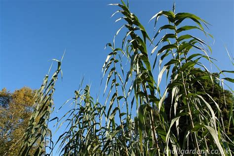 Arundo donax – Knoll Gardens – Ornamental Grasses and Flowering Perennials