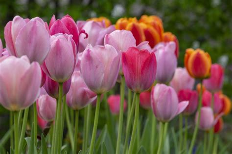 Tulips Meaning - Understanding The Symbol Of Tulips