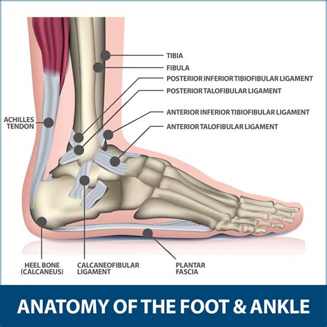 Sports Foot Injuries | Florida Orthopaedic Institute