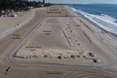 Coastal erosion could be reduced by dune restoration projects | Flipboard