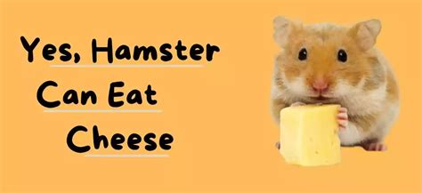 Can Hamsters Eat Cheese? [Nutritious Treats + Feeding Tips ...