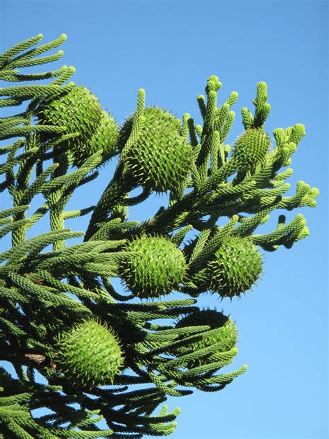 Araucaria columnaris (G.Forst.) Hook. | Plants of the World Online ...