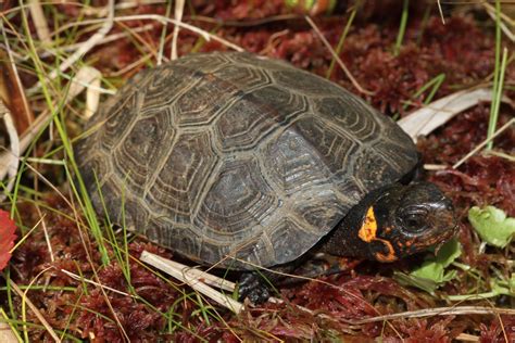 North America’s Smallest Turtle - The Orianne Society