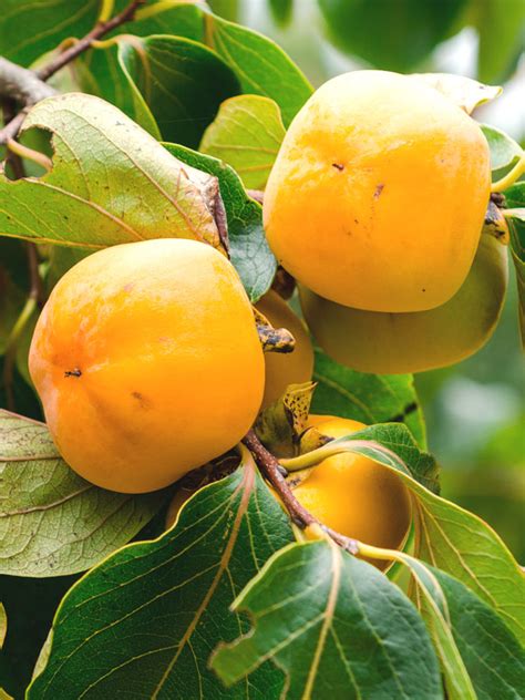 Kaki Japanese Persimmon Tree (diospyros kaki) – Urban Perennials