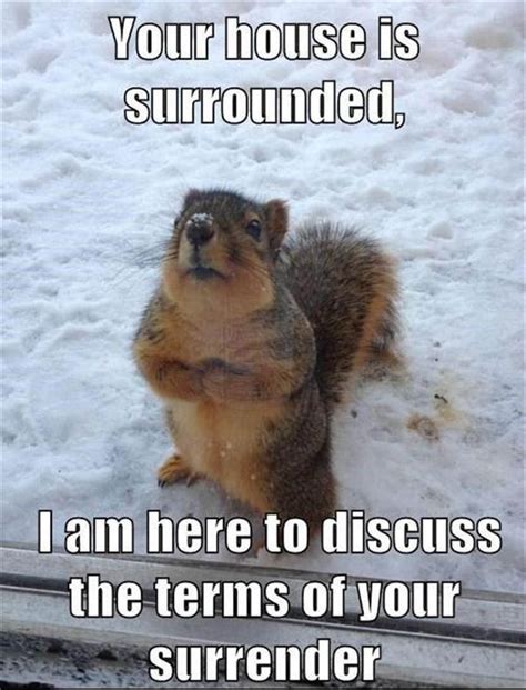 Funny Squirrel Nuts Pictures