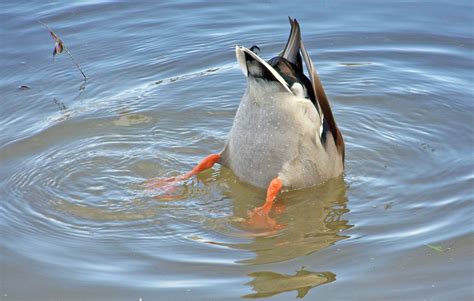 Waterfowl - Nature's Raincoats