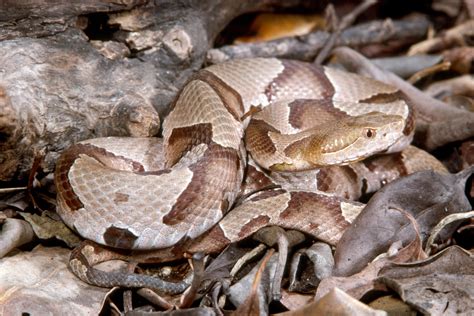 Juvenile Copperhead Snake Identification