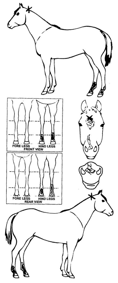 iCompete - Animal Details