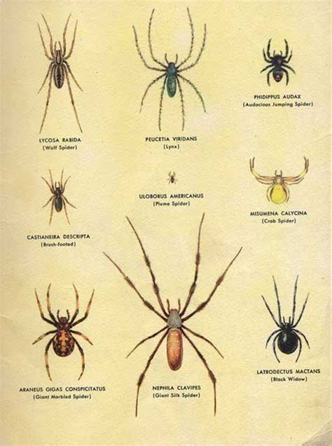 Terribly Helpful: How To Identify Household Pests | Spider, Types of ...