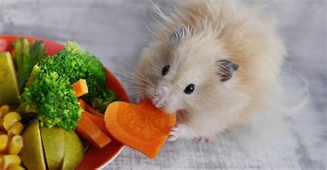 What Do Hamsters Eat? - A-Z Animals