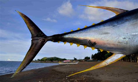 Yellowfin Tuna Facts (Thunnus albacares)