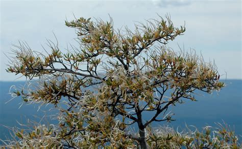 Curl leaf mountain mahogany - Oregon Natural Desert Association