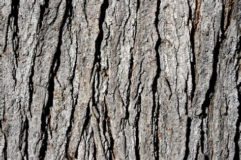 Tree Bark Texture Picture | Free Photograph | Photos Public Domain