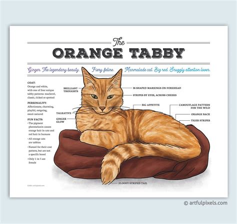 Orange Tabby Cat Art, Ginger Cat Chart Infographic Poster, Cat Lover ...