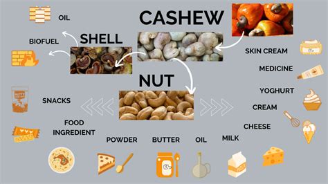 CASHEW NUTS - 13 Cashew Nut Products and Their Uses - TOSK