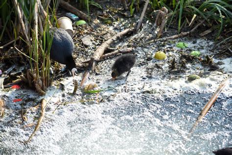 Polluted River Water with Animals Stock Image - Image of disaster ...