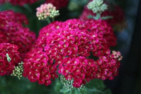 Achillea millefolium 'Pomegranate (Tutti Frutti Series)' - yarrow ...