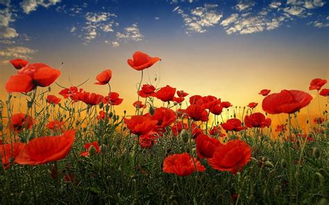 Red Poppies Wallpaper