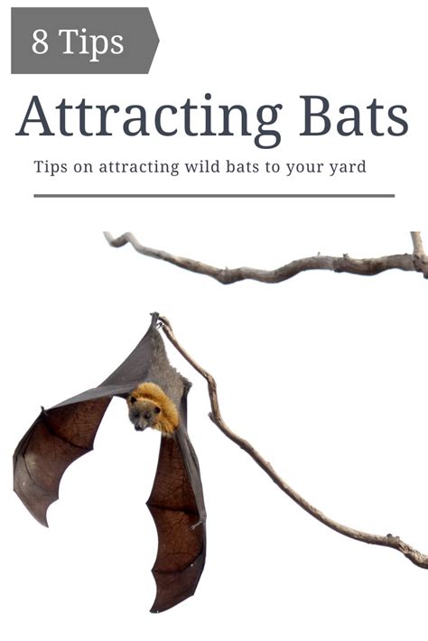 What Attracts Bats To Your House - Houses For Rent Near Me