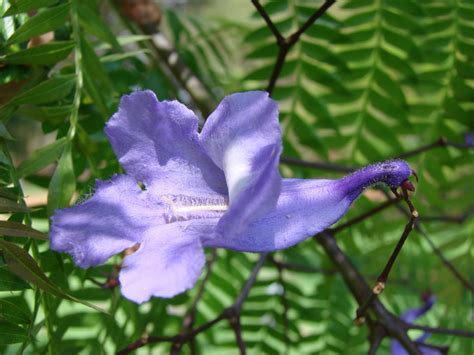 Jacaranda - Wikipedia