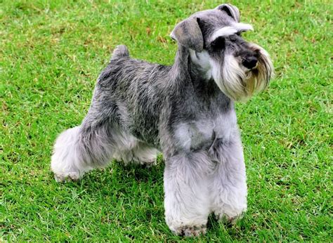 Miniature Schnauzer Info, Temperament, Puppies, Pictures