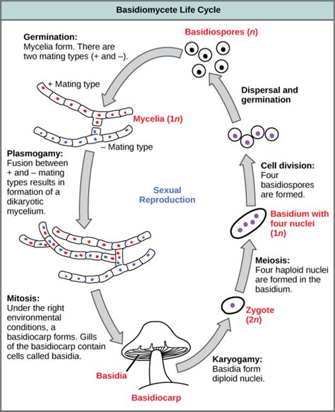 8.17H: Basidiomycota - The Club Fungi - Biology LibreTexts