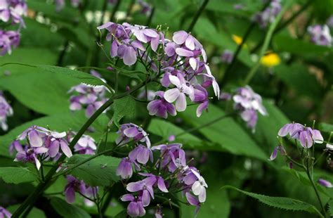 Lunaria Plant Growing & Care Guide for Gardeners