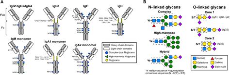 Frontiers | Sialylation as an Important Regulator of Antibody Function