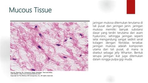 Jaringan ikat ( CONNECTIVE TISSUE)