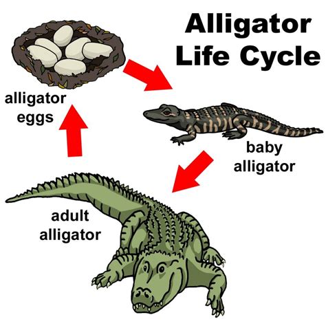 Life Cycles – Grade 2 | The Library | Life cycles, Animal life cycles ...