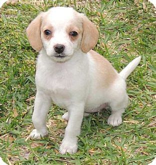 Bocker (Beagle- Cocker Spaniel Mix) Info, Temperament, Puppies, Pictures