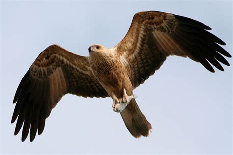 Kite | Types, Migration & Adaptations | Britannica