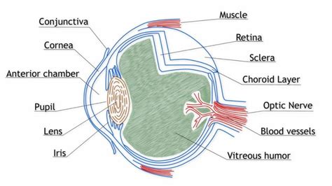 Anatomy of the Eye - Vitreous Humor Function