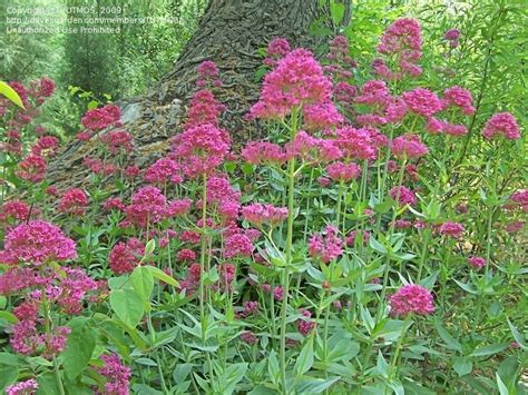 PlantFiles Pictures: Jupiter's Beard, Keys to Heaven, Red Valerian ...