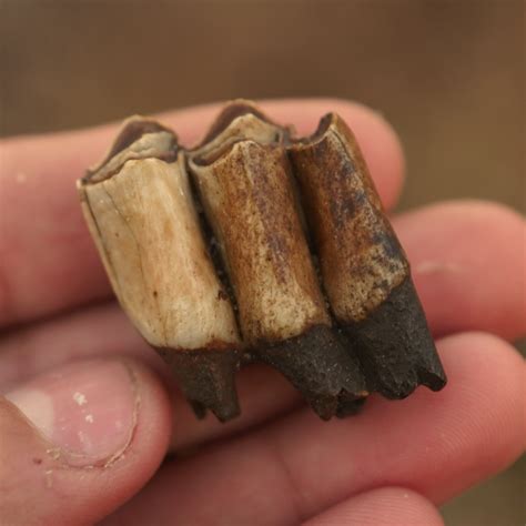 Camel Tooth | Hemiauchenia | Pleistocene of Florida - PaleoCris