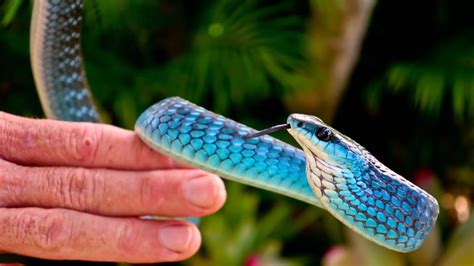 Cairns snake catcher: Blue python captured at Gordonvale home | The ...