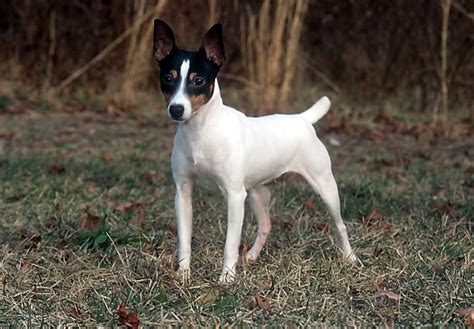 Toy Fox Terrier Puppies For Sale - AKC PuppyFinder