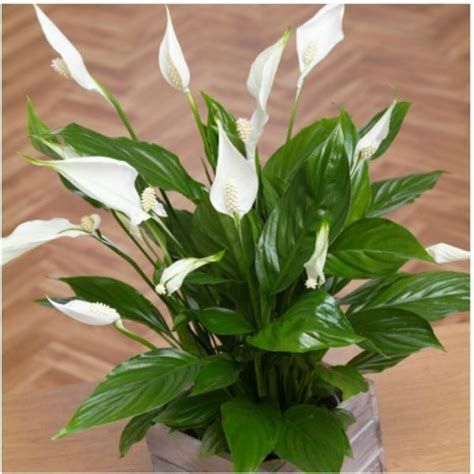 31 Best Indoor House Plants for your Home and Pets | House plants ...