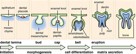 Stages Of Tooth Development - cloudshareinfo