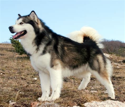 Alaskan Malamute - Breed Temperament, Lifespan, Shedding, Puppy